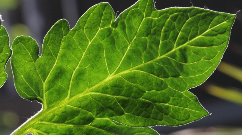 Leitbndel im Blatt einer Tomatenpflanze